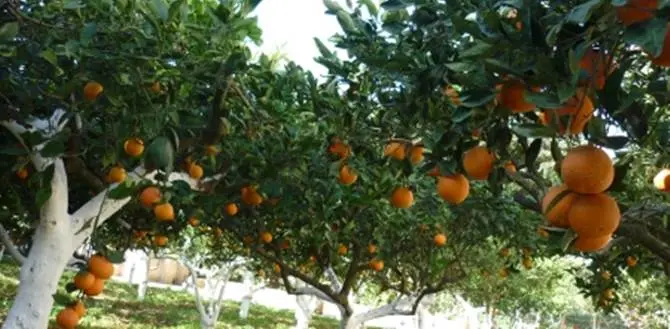 Coldiretti: 'A causa delle cenere lavica è stata fermata la raccolta degli agrumi nella piana di Gioia Tauro'