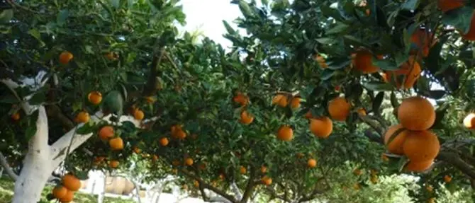 Coldiretti: 'A causa delle cenere lavica è stata fermata la raccolta degli agrumi nella piana di Gioia Tauro'