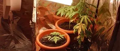 Falerna, un arresto per coltivazione e detenzione di sostanza stupefacente