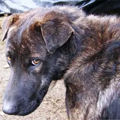 Rovito: trovati tre cani bruciati