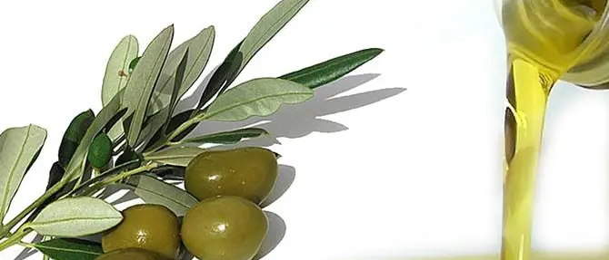 Maxi-truffa sull'olio d'oliva, perquisizioni anche in Calabria