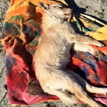 Otto cani avvelenati a Gizzeria