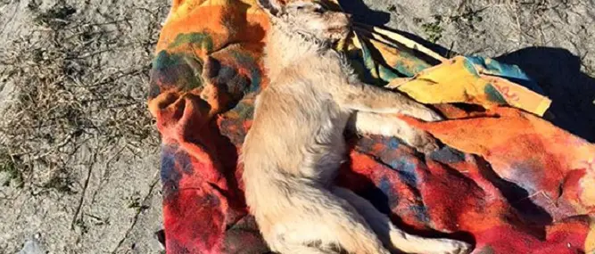 Otto cani avvelenati a Gizzeria