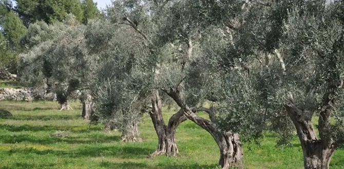 Vibo: intimidazione a imprenditore, tagliate piante di ulivo