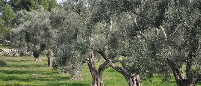 Vibo: intimidazione a imprenditore, tagliate piante di ulivo