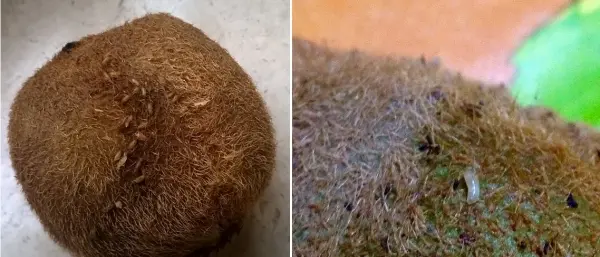 Serra San Bruno: vermi nel cibo di una mensa scolastica