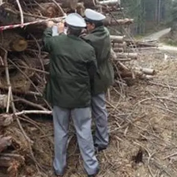 Calabria Verde: sequestrato bosco di 1300 ettari, cinque indagati VIDEO