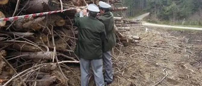 Calabria Verde: sequestrato bosco di 1300 ettari, cinque indagati VIDEO