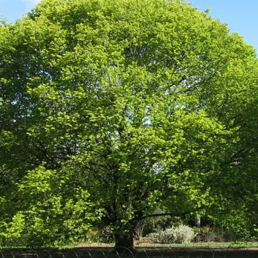 A Montepaone l’ultimo albero della libertà