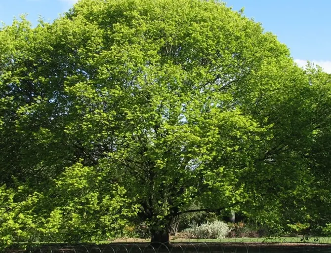 A Montepaone l’ultimo albero della libertà