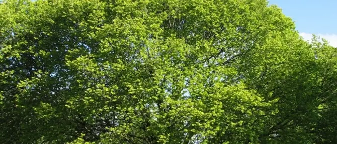 A Montepaone l’ultimo albero della libertà