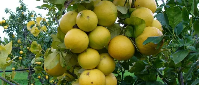 Bergamotto, l’agrume che cresce solo in Calabria