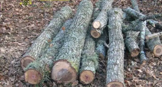 Furto aggravato e danneggiamento, arrestati due braccianti agricoli