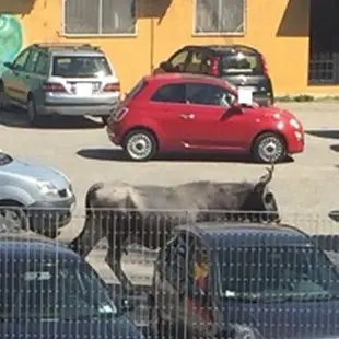 Mucca in libertà semina il panico a Catanzaro Lido