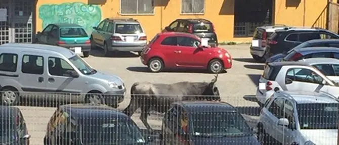 Mucca in libertà semina il panico a Catanzaro Lido