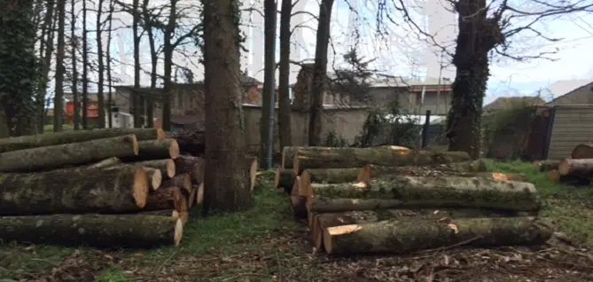 Tagliavano alberi illecitamente, sequestrato un ettaro di bosco nel vibonese