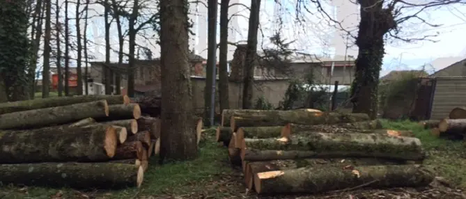 Tagliavano alberi illecitamente, sequestrato un ettaro di bosco nel vibonese