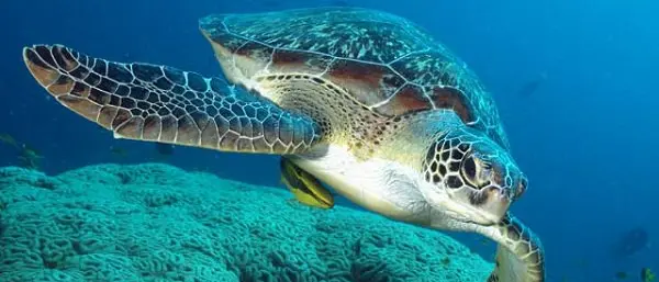 Brancaleone patria delle tartarughe di mare