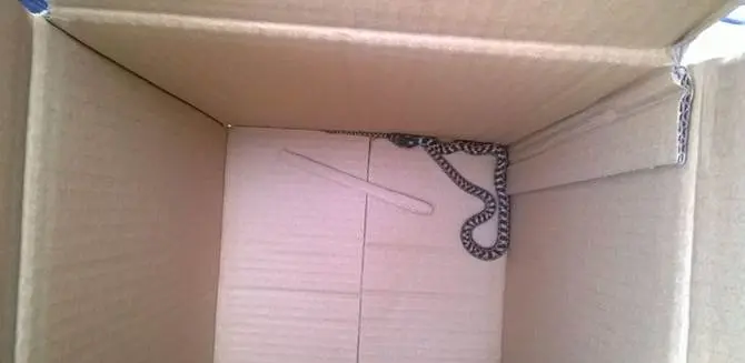 Cosenza: serpente a spasso in centro, catturato