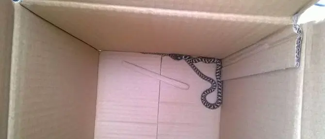 Cosenza: serpente a spasso in centro, catturato