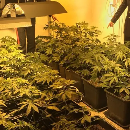 Scilla: oltre 300 piante di marijuana in appartamento abbandonato, due arresti
