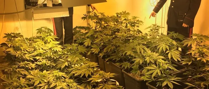Scilla: oltre 300 piante di marijuana in appartamento abbandonato, due arresti