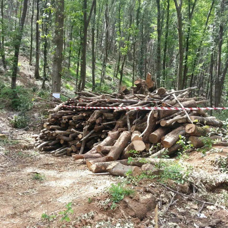 Sequestrata area boschiva a San Sosti