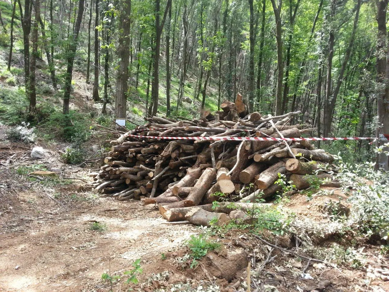 Sequestrata area boschiva a San Sosti