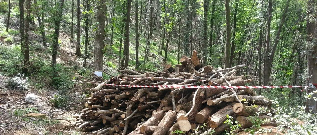 Sequestrata area boschiva a San Sosti