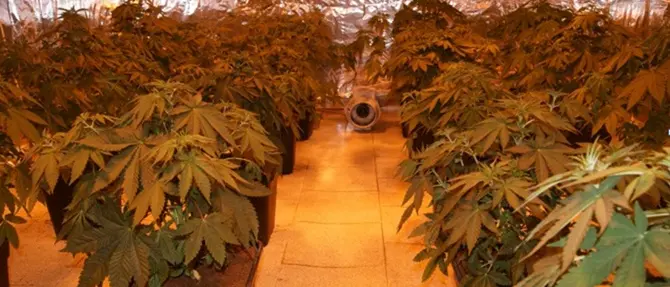 Oltre 320mila dosi di marijuana pronte per lo smercio: due arresti nella locride