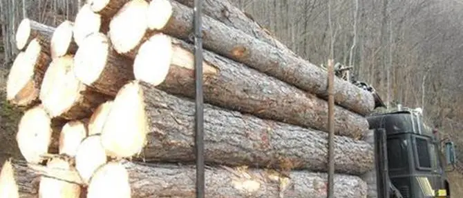 Inchiesta Calabria Verde, Pignanelli: 'Sono estraneo ai fatti'