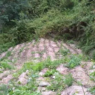 Locri, un arresto per coltivazione di stupefacenti