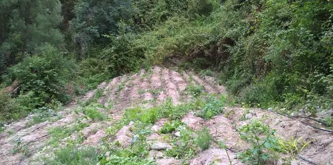 Locri, un arresto per coltivazione di stupefacenti