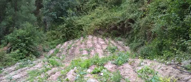 Locri, un arresto per coltivazione di stupefacenti