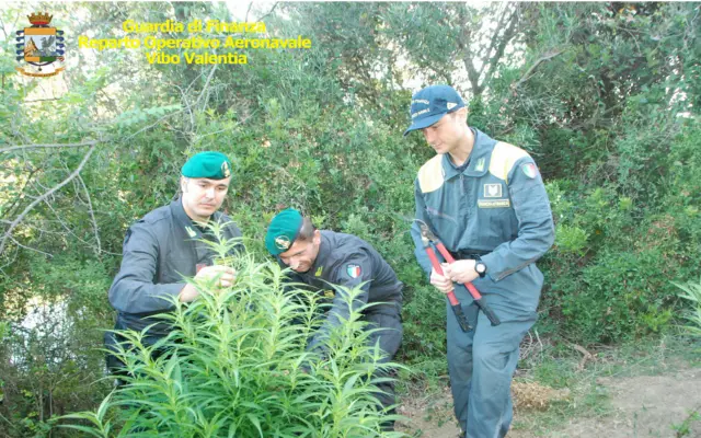 Crotone, scoperte due piantagioni di marijuana -VIDEO
