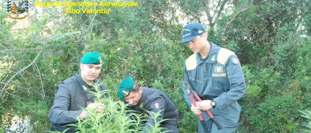 Crotone, scoperte due piantagioni di marijuana -VIDEO