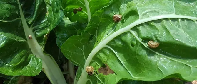 A Roseto il primo allevamento di Elicicoltura
