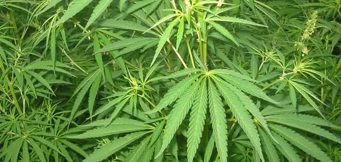 Coltivava nel suo agrumeto piante di cannabis: un arresto a Rossano