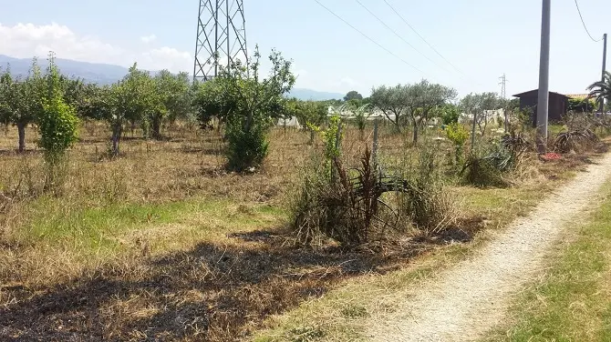 Lamezia, incendiati i terreni della cooperativa di don Giacomo Panizza FOTO-VIDEO