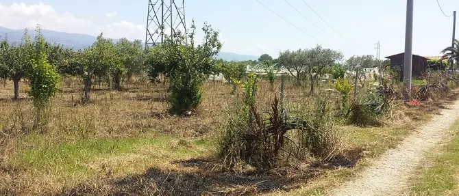 Lamezia, incendiati i terreni della cooperativa di don Giacomo Panizza FOTO-VIDEO