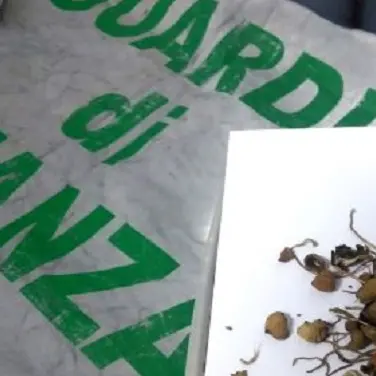 Sequestrati funghi allucinogeni nel cosentino: denunciato 23enne