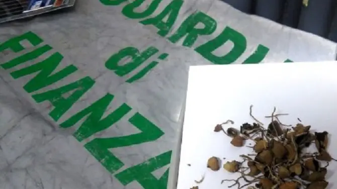 Sequestrati funghi allucinogeni nel cosentino: denunciato 23enne