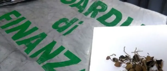Sequestrati funghi allucinogeni nel cosentino: denunciato 23enne