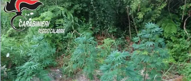 Scoperta piantagione di canapa, due arresti nel reggino