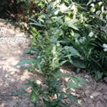 Platì, coltivava canapa indiana: arrestato 21enne