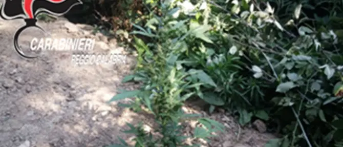 Platì, coltivava canapa indiana: arrestato 21enne