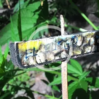 Sequestrate 3300 piante di marijuana a Cetraro - VIDEO