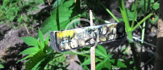 Sequestrate 3300 piante di marijuana a Cetraro - VIDEO