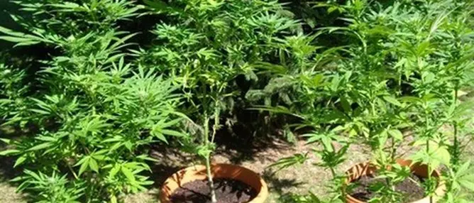 Reggio, scoperte 2000 piante di cannabis