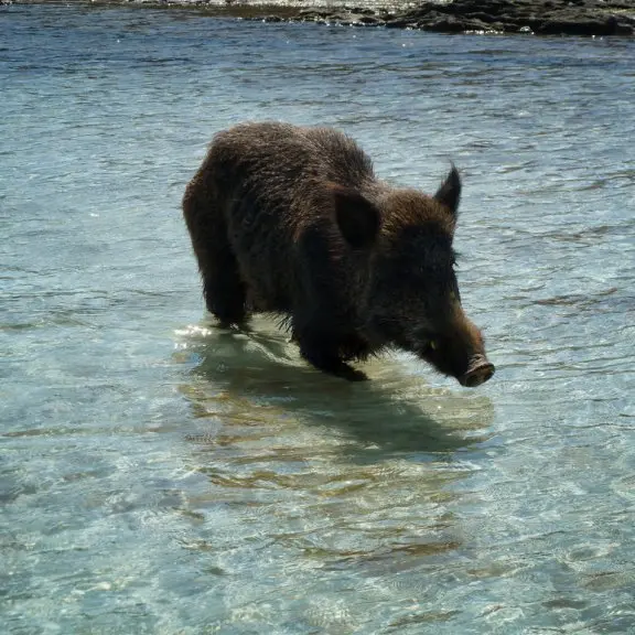 Cinghiale in spiaggia si immerge in mare